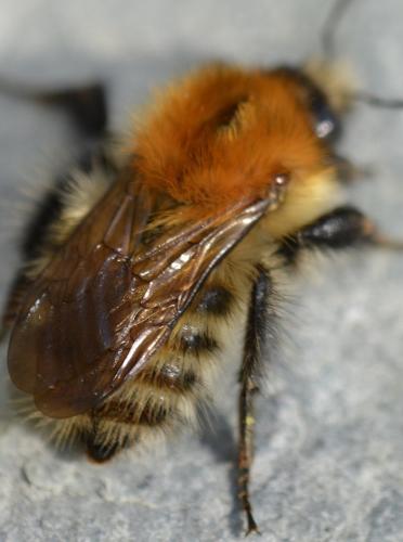 Réf. 231 951 : Bombus pascuorum